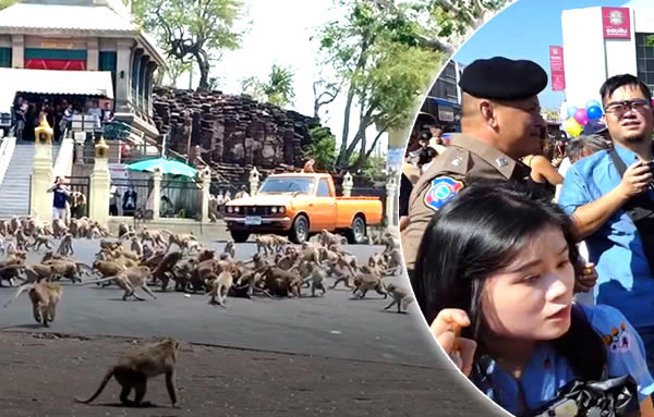 With the tourists gone, what now for Lopburi's famous monkeys?, Thailand