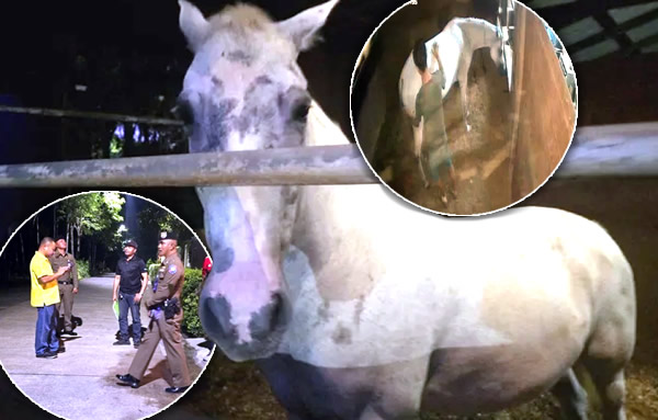 American to be interviewed by police over horse sexual abuse 