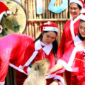 Thai Zoo launches 5 giant rodents in Santa outfits to help tourists celebrate Christmas in the kingdom