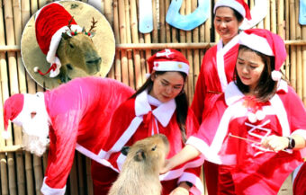 Thai Zoo launches 5 giant rodents in Santa outfits to help tourists celebrate Christmas in the kingdom